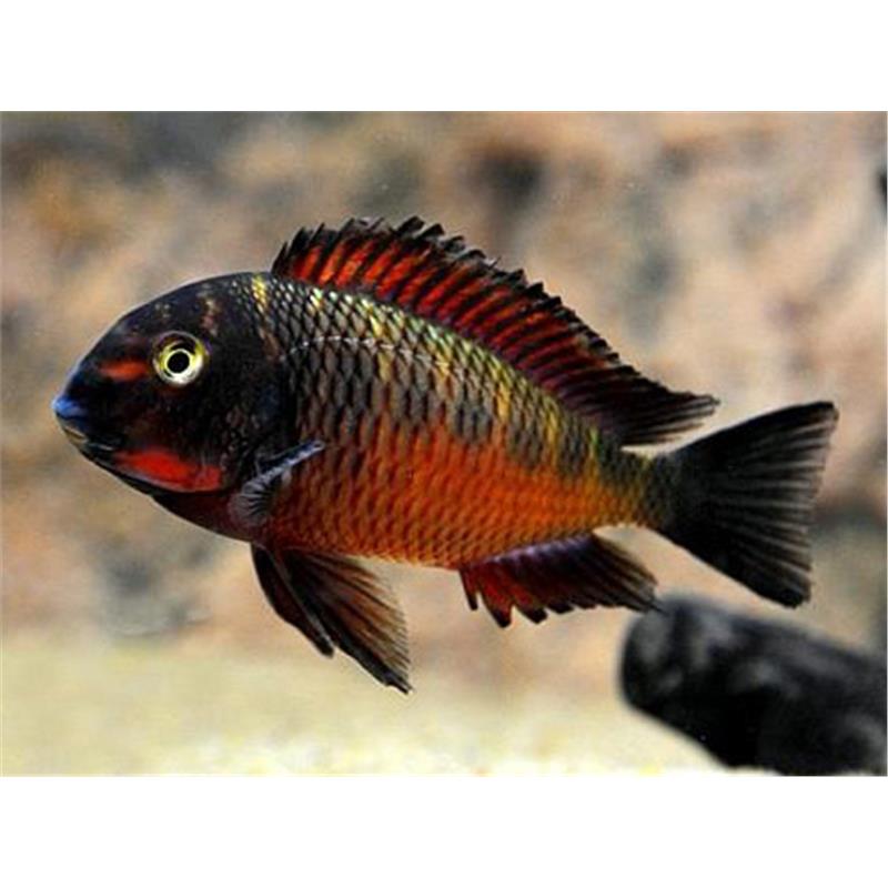 Tropheus moorii chimba - imagine 4